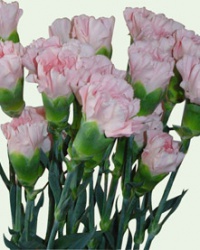 carnation_10