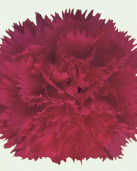 carnation_11