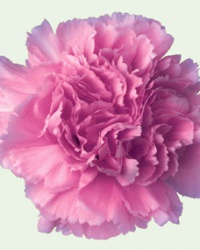 carnation_12