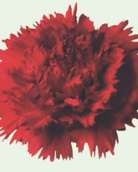 carnation_13