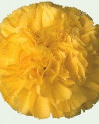 carnation_14