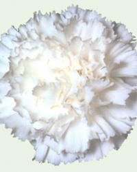 carnation_15