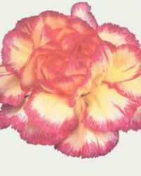 carnation_17