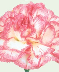 carnation_18