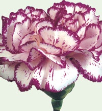 carnation_19