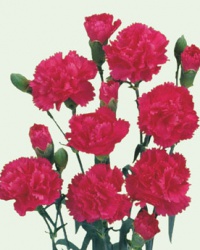 carnation_1