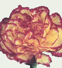 carnation_20