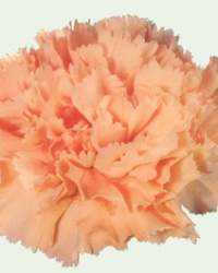 carnation_21