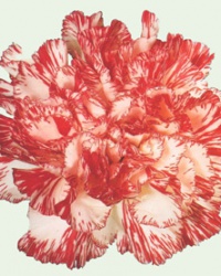 carnation_22