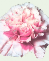 carnation_23