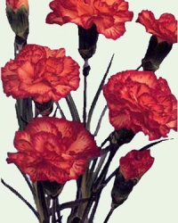 carnation_2