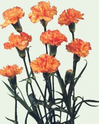 carnation_3