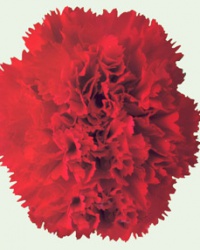 carnation_5