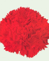 carnation_6