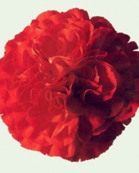 carnation_7