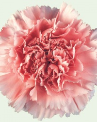 carnation_9