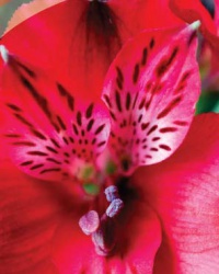 alstroemeria_10