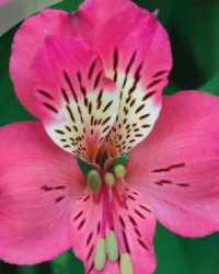 alstroemeria_12