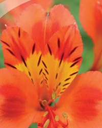 alstroemeria_13