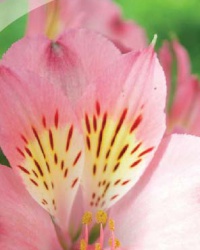 alstroemeria_15