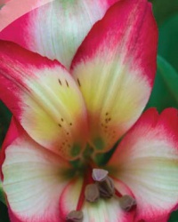 alstroemeria_16