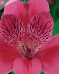 alstroemeria_17