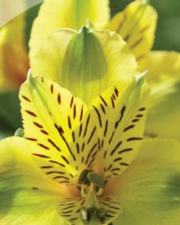 alstroemeria_18