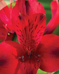 alstroemeria_1