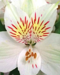 alstroemeria_20