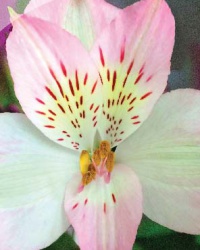 alstroemeria_2