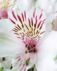 alstroemeria_4