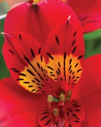 alstroemeria_5