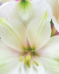 alstroemeria_6