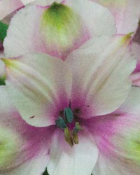 alstroemeria_9